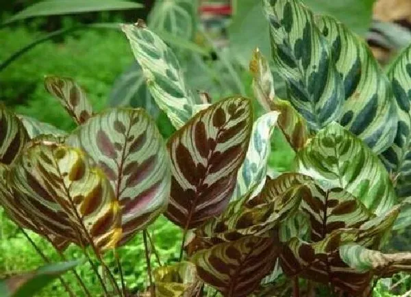 植物浇水|孔雀竹芋浇水的正确方法