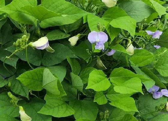 种植百科|四棱豆种植多久开花结果