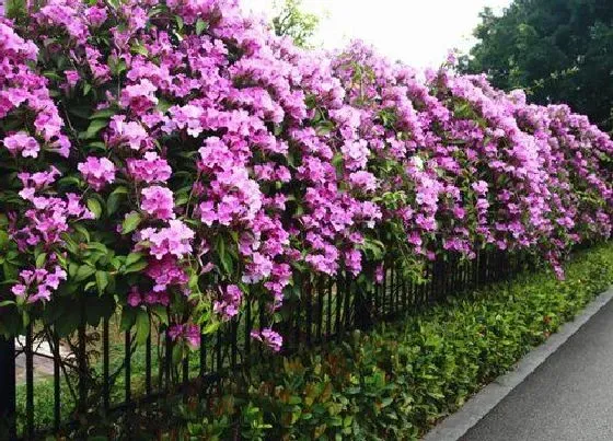 冬天植物|蒜香藤耐寒多少度 蒜香藤冬季可以户外过冬吗