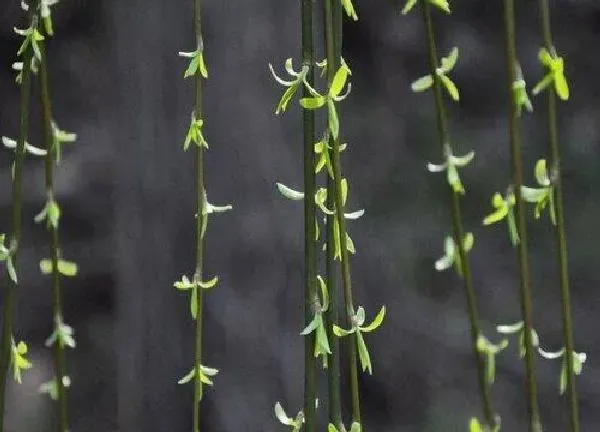 植物发芽|柳树发芽的过程