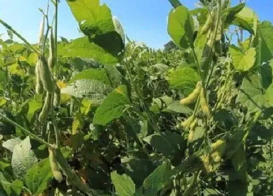 种植管理|黄豆种植行距和株距是多少 株距多远一棵最佳