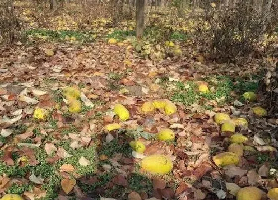 植物产地|东莞盛产什么水果