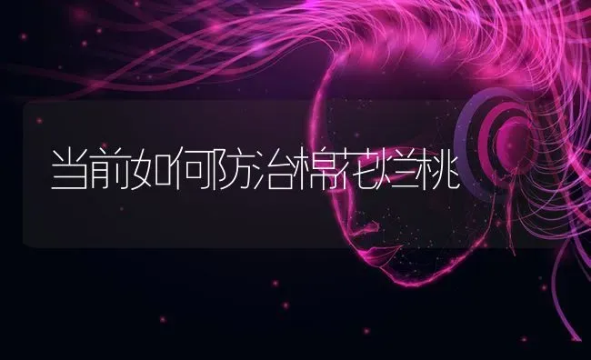 当前如何防治棉花烂桃 | 粮油作物种植