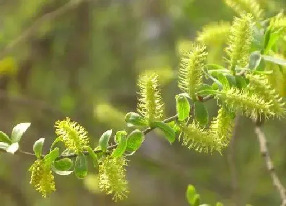 植物百科|柳树有种子吗