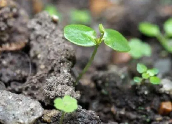 植物播种|发芽种子怎么种植