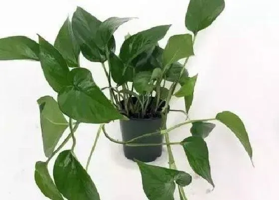 摆放常识|玄关放什么植物好 玄关处摆放的植物
