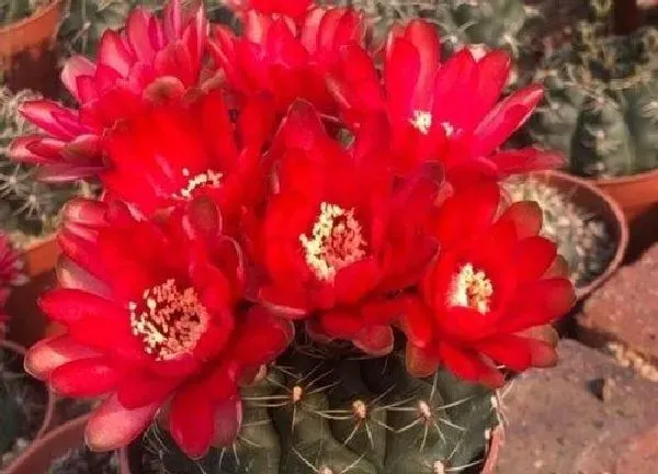 养殖方法|绯玉花怎么养长的好