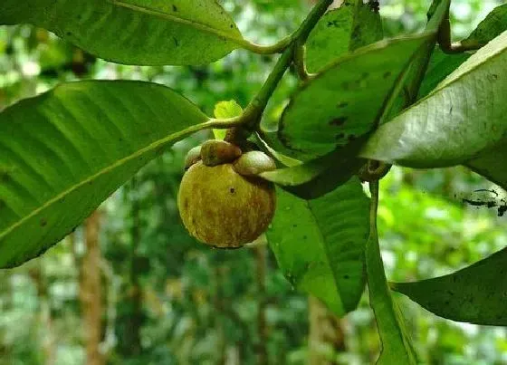 果实科普|山竹几月开花几月结果 山竹成熟季节是几月份