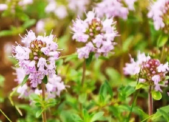 植物百科|百里香是多年生吗