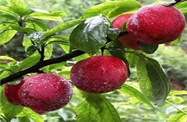 植物修剪|李子树几月份拉枝比较好，十一月份拉枝最佳角度是多少）