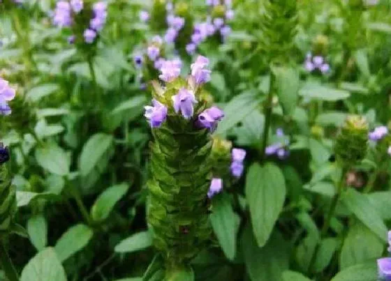 植物产地|夏枯草产地在什么地方 产地在哪里