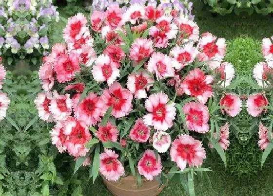 植物种类|什么花一年四季开花又最好养又香（室内四季常开的花 ）