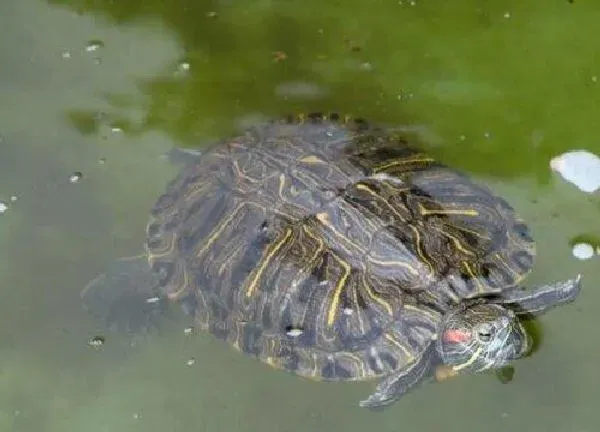 植物浇水|养乌龟的水可以浇花吗