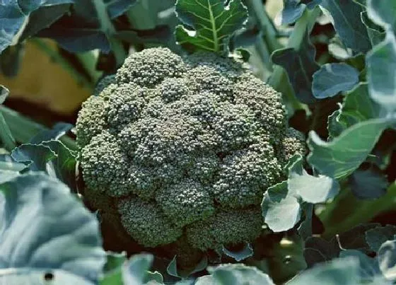 植物种类|花菜类蔬菜有哪些种类 花椰菜和西蓝花