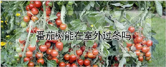 番茄树能在室外过冬吗 | 自然知识