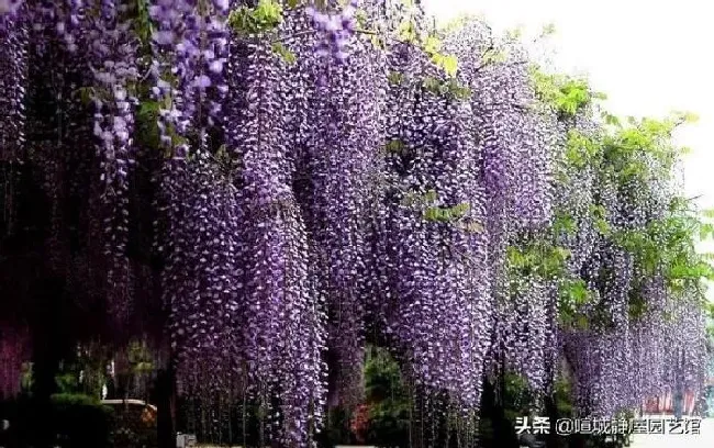 不开花|盆栽紫藤不开花的原因（紫藤树只长叶子不开花怎么养护）