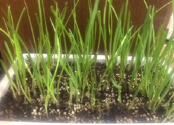 植物文学|韭菜的生长过程记录图片 韭菜种植生长过程