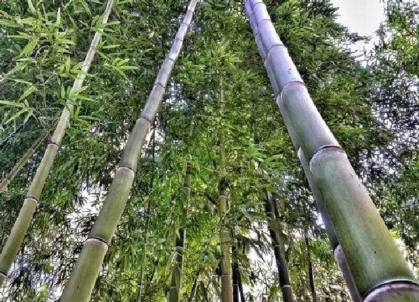 养殖科普|竹子好养活吗