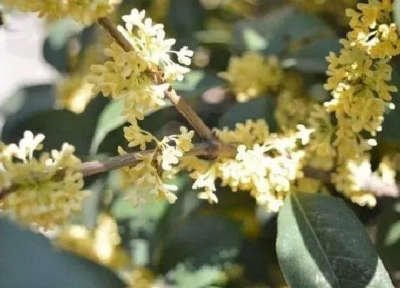 植物种类|什么品种的桂花最名贵 名贵桂花品种排名