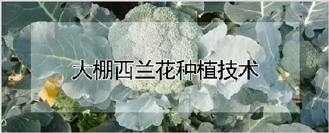 大棚西兰花种植技术 | 自然知识