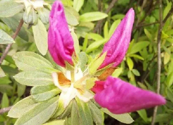 植物浇水|杜鹃花几天浇一次水比较好 什么时候浇水好