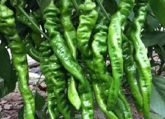 种植管理|螺丝椒的种植方法和时间 栽培技术及条件