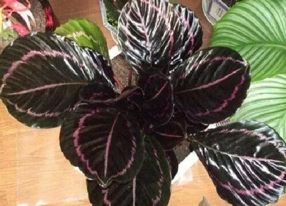种植土壤|竹芋配土方法与种植土壤