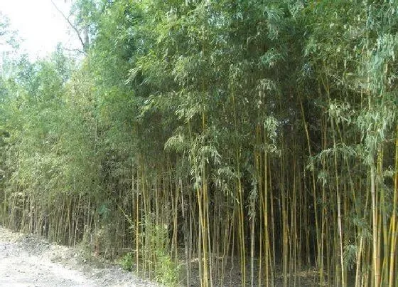 植物百科|什么植物生长速度最快 种什么植物生长得最快