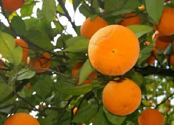 种植管理|橘子树几年结果实