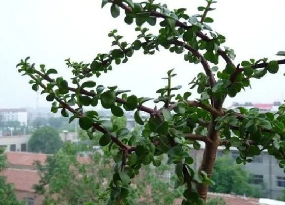 植物百科|金枝玉叶可以淋雨吗 下雨天可以放外面淋雨吗