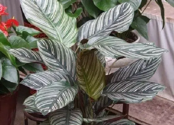 种植土壤|竹芋配土方法与种植土壤