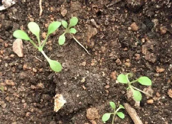 植物播种|马齿苋什么时候播种最好