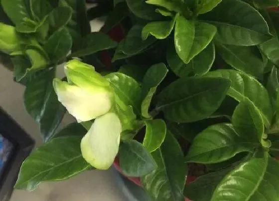 花期|大叶栀子花期是什么时候