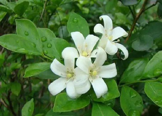 植物百科|达摩九里香开花吗 开花什么样子