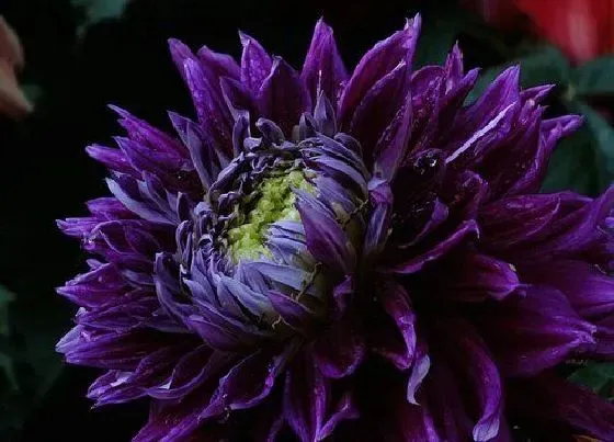 花语|什么花的花语是不好的