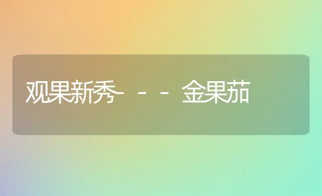 观果新秀---金果茄 | 瓜果种植