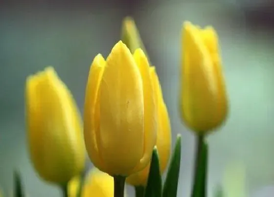 花卉趣闻|郁金香的颜色有哪些（最常见的郁金香开什么颜色的花）