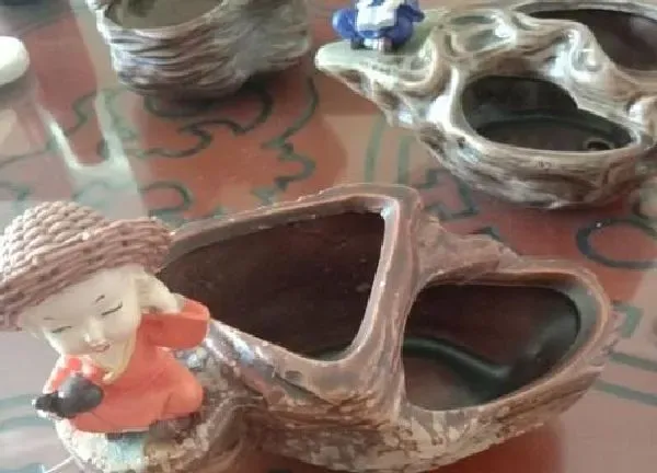 养殖科普|组合花盆适合养什么花