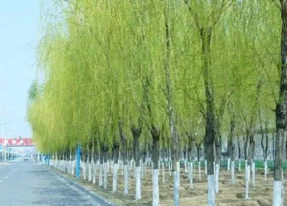植物排行|杨柳科植物有哪些