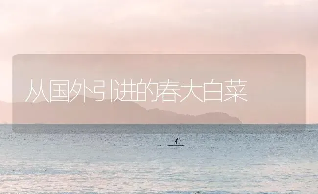 从国外引进的春大白菜 | 蔬菜种植