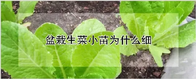 盆栽生菜小苗为什么细 | 农业技术