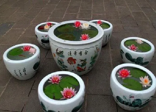 盆景|睡莲盆栽的种植方法和注意事项