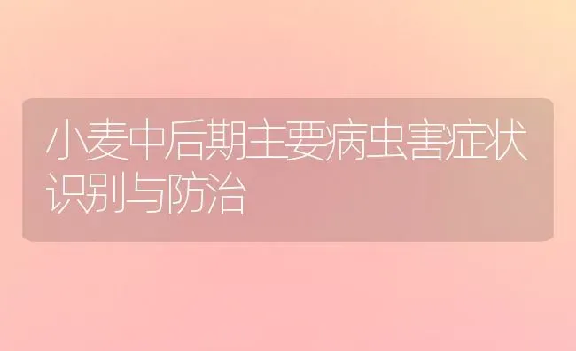 小麦中后期主要病虫害症状识别与防治 | 粮油作物种植