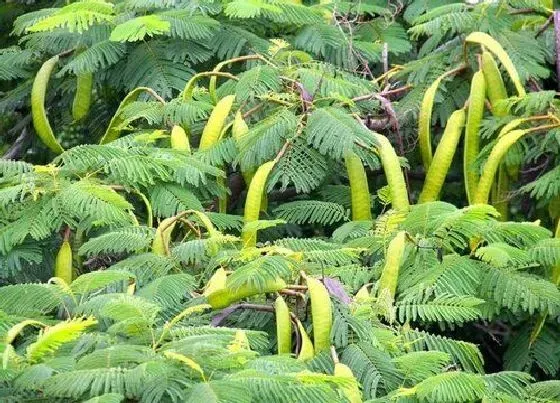 植物百科|皂角树开花吗 开花什么样子