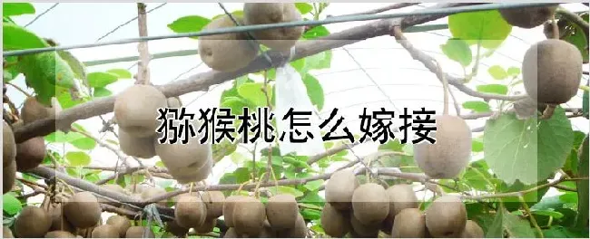 猕猴桃怎么嫁接 | 种植资料