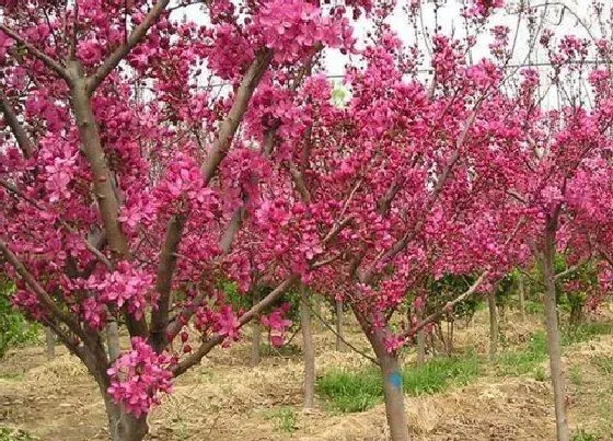 开花时间|西府海棠什么时候开花 花期是几月