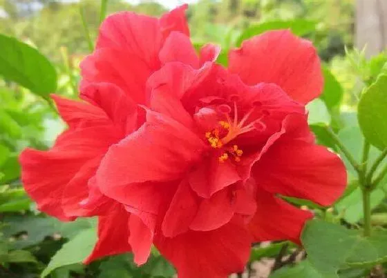 植物种类|什么花一年四季开花又最好养又香（室内四季常开的花 ）