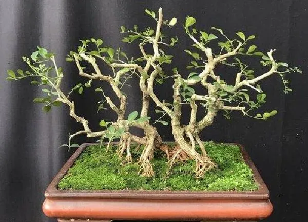 植物发芽|九里香什么时候发芽长叶