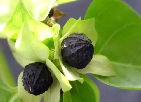 植物播种|茉莉花种子怎么来的