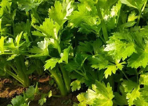 植物种类|芹菜是单子叶植物吗